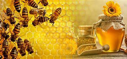 Apiculture